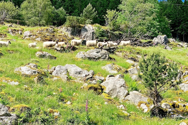 Foto van Sereen Waterfront Toevluchtsoord-By Traum - Vakantiehuis in Valevåg - Outdoor