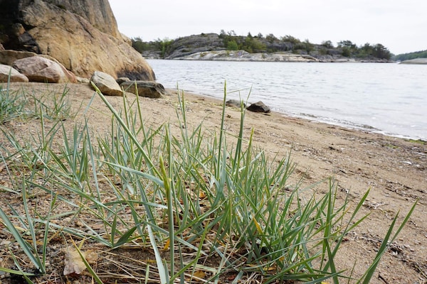 Foto van Rustig toevluchtsoord aan de kust op Oddo - Vakantiehuis in STRÖMSTAD - Untagged