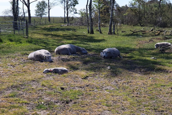 Foto van Zeezijde oase met tuin-By Traum - Vakantiehuis in Hadsund - Untagged