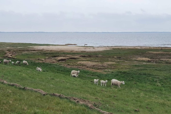 Foto van 6 persoons vakantie huis in Rømø-By Traum - Vakantiehuis in Rømø - Untagged