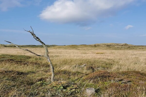Foto van 6 persoons vakantie huis in Henne-By Traum - Vakantiehuis in Henne - Untagged