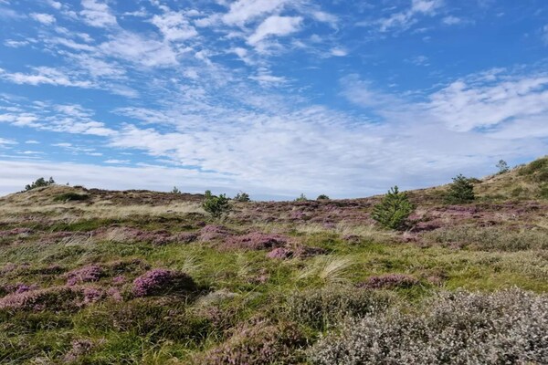 Foto van 6 persoons vakantie huis in Henne-By Traum - Vakantiehuis in Henne - Untagged