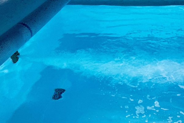 Foto van 12 persoons vakantie huis in Ringkøbing-By Traum - Vakantiehuis in Ringkøbing - Pool