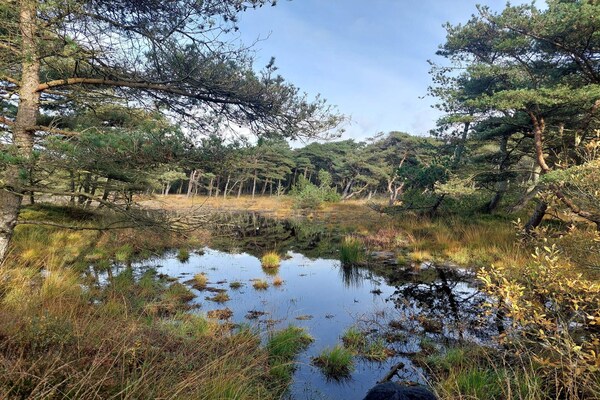 Foto van 6 persoons vakantie huis in Rømø-By Traum - Vakantiehuis in Rømø - Untagged