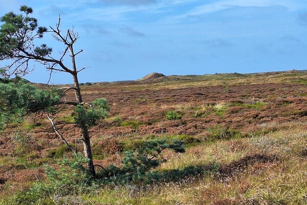 Foto van 6 persoons vakantie huis in Rømø-By Traum - Vakantiehuis in Rømø - Untagged