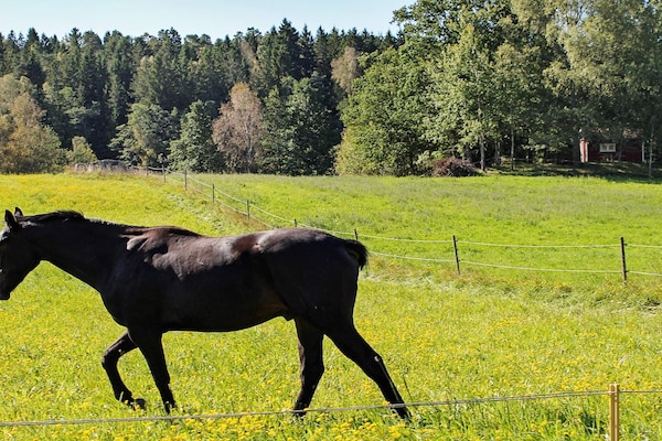 Foto van 6 persoons vakantie huis in STJÄRNHOV-By Traum - Vakantiehuis in STJÄRNHOV - Outdoor