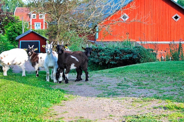 Foto van 6 persoons vakantie huis in STJÄRNHOV-By Traum - Vakantiehuis in STJÄRNHOV - View