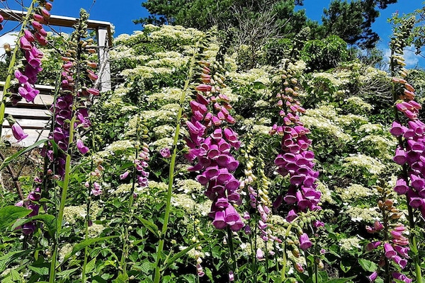 Foto van 6 persoons vakantie huis in Höviksnäs-By Traum - Vakantiehuis in Höviksnäs - Outdoor