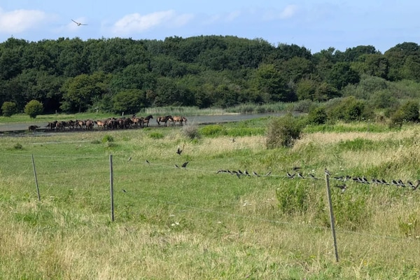 Foto van Familiehuisje voor acht gasten - Vakantiehuis in Bagenkop - Untagged