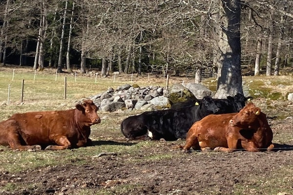 Foto van 8 persoons vakantie huis in BRÅLANDA-By Traum - Vakantiehuis in BRÅLANDA - Outdoor