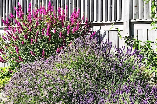 Foto van 6 persoons vakantie huis in Åsenfjord-By Traum - Vakantiehuis in Åsenfjord - Untagged