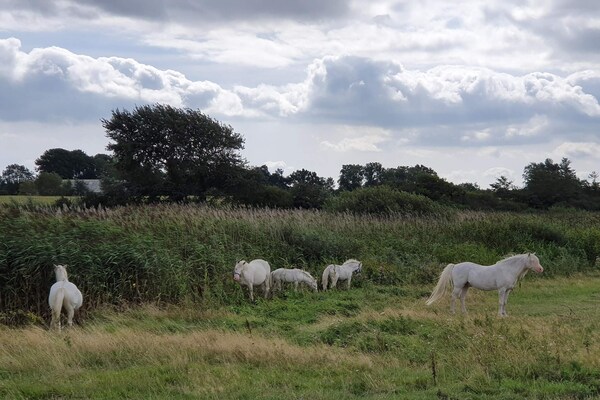 Foto van 6 persoons vakantie huis in Nordborg-By Traum - Vakantiehuis in Nordborg - Untagged