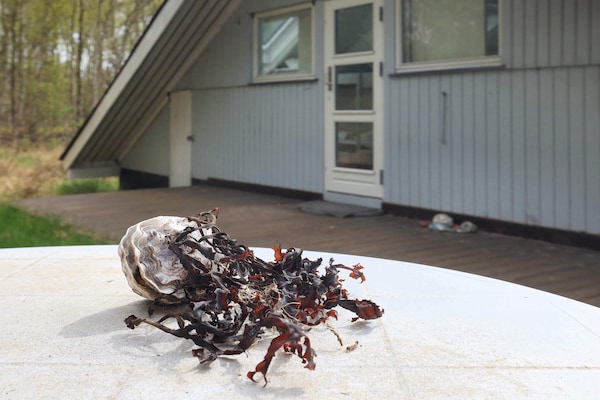 Foto van 6 persoons vakantie huis in Læsø-By Traum - Vakantiehuis in Læsø - View