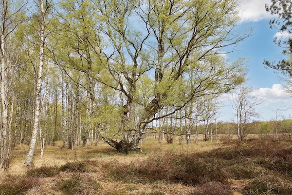 Foto van 6 persoons vakantie huis in Læsø-By Traum - Vakantiehuis in Læsø - View