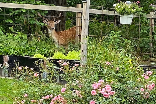 Foto van 6 persoons vakantie huis in HÄLLEKIS - Vakantiehuis in HÄLLEKIS - Outdoor