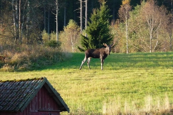 Foto van 7 persoons vakantie huis in Oviken-By Traum - Vakantiehuis in Oviken - Untagged