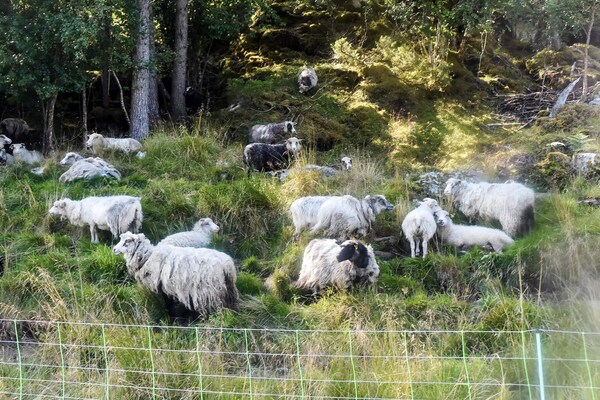 Foto van 7 Personen vakantie huis in VÅGLAND - Vakantiehuis in Vågland - Untagged