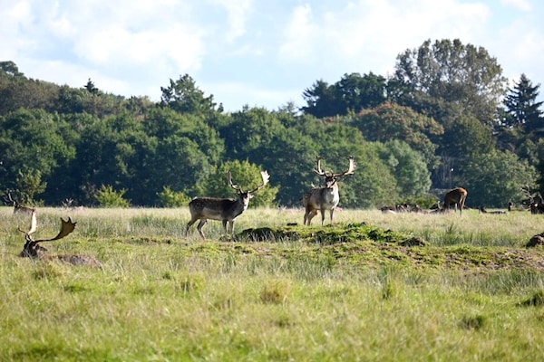 Foto van 6 persoons vakantieparkhuis in Middelfart - Vakantiehuis in Middelfart - Untagged