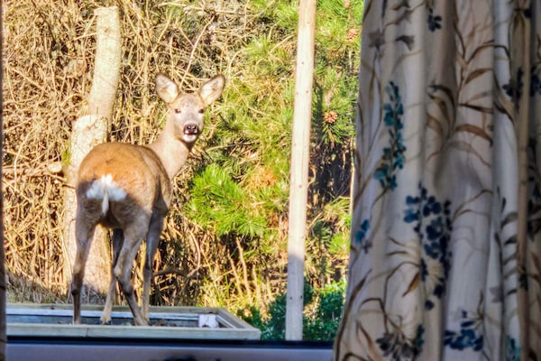 Foto van 6 Personen vakantie huis in Thisted - Vakantiehuis in Thisted - Outdoor