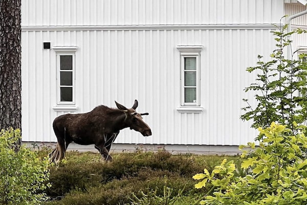 Foto van 5 sterren vakantie huis in ENGELSVIKEN - Vakantiehuis in ENGELSVIKEN - Outdoor