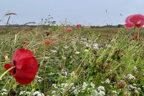 Foto van Rustig strandverblijf -- By Traum Ferienwohnungen - Vakantiehuis in Skagen - Untagged