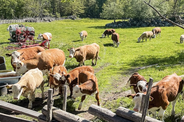 Foto van Afgelegen huis met tuin en meren - Vakantiehuis in Kristdala - Untagged