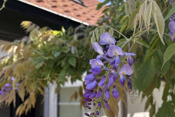 Foto van 5 sterren vakantie huis in Löderup - Vakantiehuis in Löderup - Outdoor