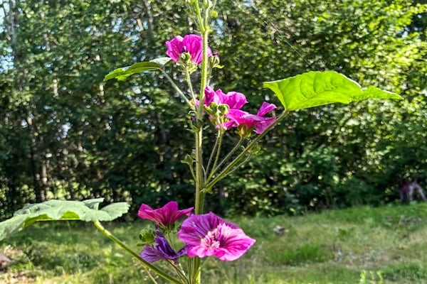 Foto van 4 Personen vakantie huis in ADELSÖ - Vakantiehuis in ADELSÖ - Outdoor