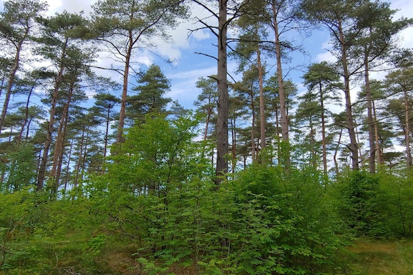 Foto van 6 persoons vakantie huis in Oksbøl-By Traum - Vakantiehuis in Oksbøl - Untagged