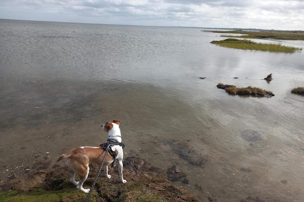Foto van Verblijf aan zee met zwembad - Vakantiehuis in Ørsted - WaterView