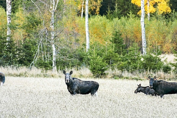 Foto van 6 persoons vakantie huis in HÅCKSVIK - Vakantiehuis in HÅCKSVIK - Outdoor