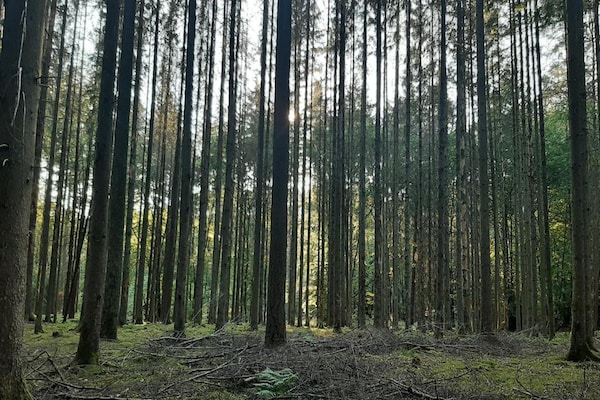 Foto van Bungalow in Virton bij Vallée de Rabais Meer - Vakantiehuis in Virton - AreaSummer20KM