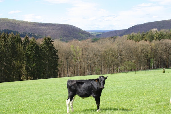 Foto van Villa in Freyneux met tuin - Vakantiehuis in Freyneux - AreaSummer5KM