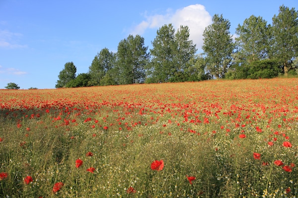 Foto van Bungalow in Börgerende-Rethwisch met sauna - Vakantiehuis in Börgerende-Rethwisch - AreaSummer1KM