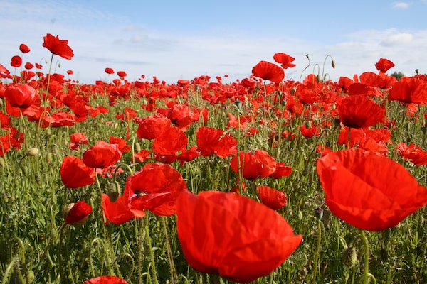 Foto van Bungalow in Börgerende-Rethwisch met sauna - Vakantiehuis in Börgerende-Rethwisch - Ambiance