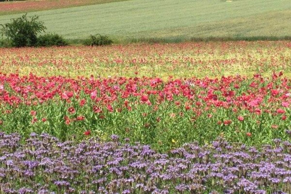 Foto van Gezellig huis in wandelgebied - Vakantiehuis in Großalmerode ot Trubenhausen - AreaSummer5KM