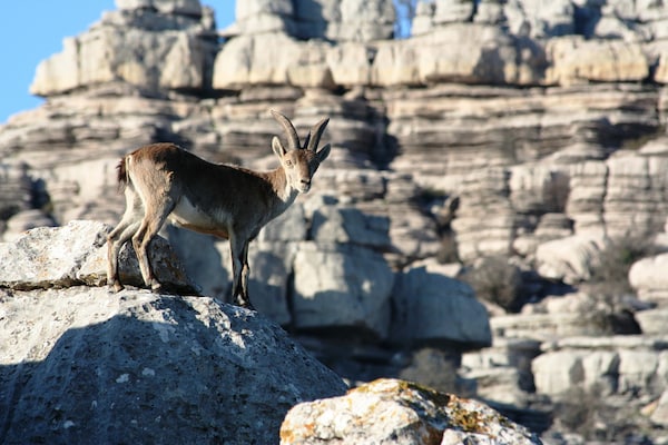 Foto van Villa in Andalusië met prachtig uitzicht - Vakantiehuis in Villanueva de la Concepción - AreaSummer20KM