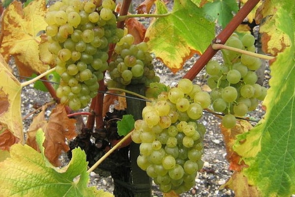 Foto van Charmante villa met privé zwembad - Vakantiehuis in Saint-Etienne-D'albagnan - AreaSummer5KM