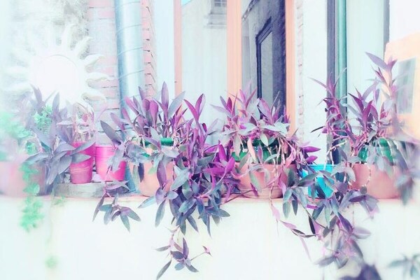 Foto van Residentie St Vincent voor 6 personen - Vakantiehuis in COLLIOURE - 