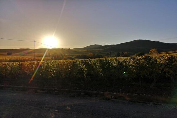 Foto van Appartement in Bergheim bij Elzas Wijngaarden - Vakantiehuis in Bergheim - AreaSummer5KM