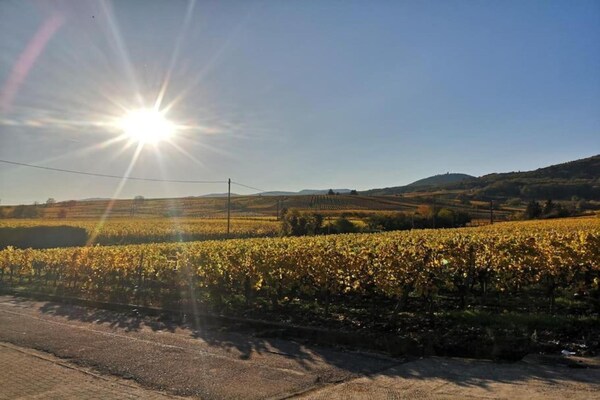 Foto van Appartement in Bergheim bij Elzas Wijngaarden - Vakantiehuis in Bergheim - AreaSummer5KM