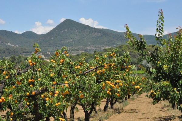 Foto van Villa in Malaucène bij Mont Ventoux - Vakantiehuis in Malaucène - AreaSummer5KM