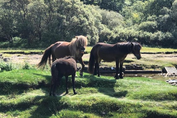 Foto van Cottage in Devon met privébubbelbad - Vakantiehuis in Bovey Tracey - AreaSummer20KM