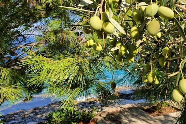 Foto van Droomvilla aan het strand met zwembad - Vakantiehuis in Korcula - Untagged