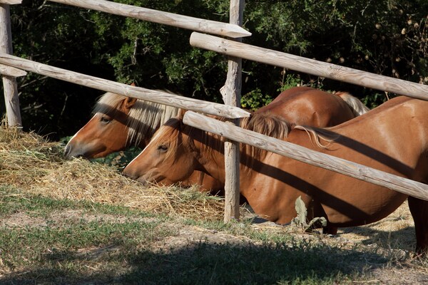 Foto van Vakantiehuis in Paciano bij Trasimeno - Vakantiehuis in Paciano - AreaSummer1KM