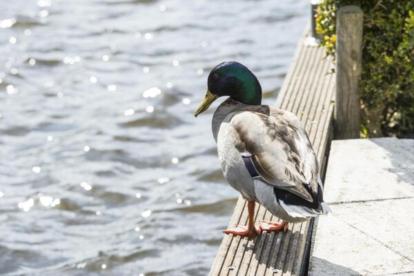 Foto van Familie-uitje aan het water - Vakantiehuis in Nieuw-Loosdrecht - AreaSummer20KM