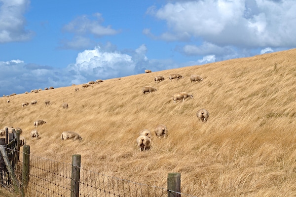 Foto van Ruime eilandvakantie - Vakantiehuis in De Koog - AreaSummer5KM