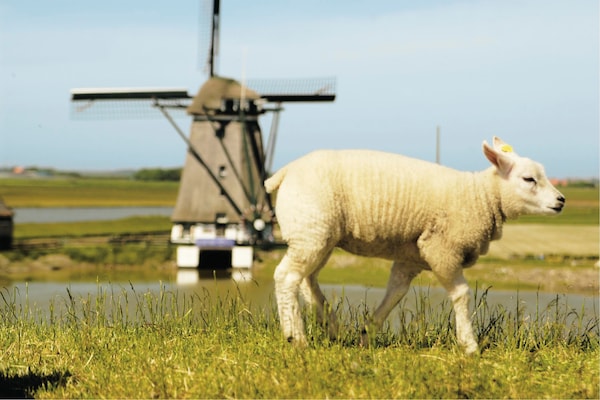 Foto van Ruime eilandvakantie - Vakantiehuis in De Koog - Ambiance