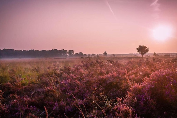 Foto van Vakantiehuis in Veluwe vlakbij nationaal park - Vakantiehuis in Voorthuizen - AreaSummer20KM