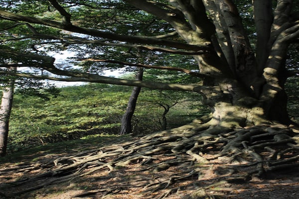 Foto van Vakantiehuis in Veluwe vlakbij nationaal park - Vakantiehuis in Voorthuizen - AreaSummer20KM